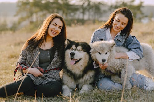 Fotobanka s bezplatnými fotkami na tému cicavec, čistokrvný, domáce zviera