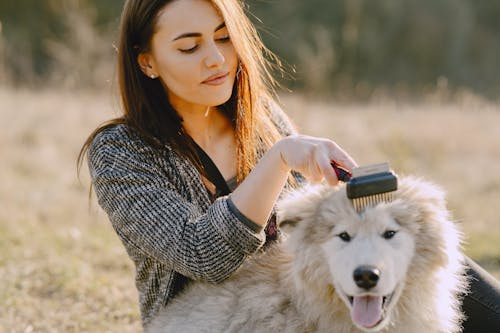 Free Photo of Woman Brushing Her Dog Stock Photo