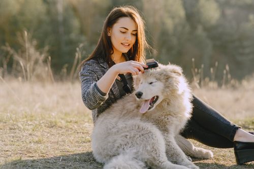 Free Full body charming long haired woman in warm clothes sitting on grass and combing out dog in countryside at daytime in autumn season Stock Photo