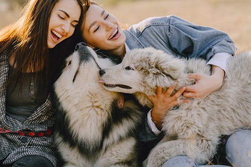 Free Cheerful female friends with closed eyes in casual wear embracing gently funny fluffy dogs while laughing and sitting in back lit on sunny day Stock Photo