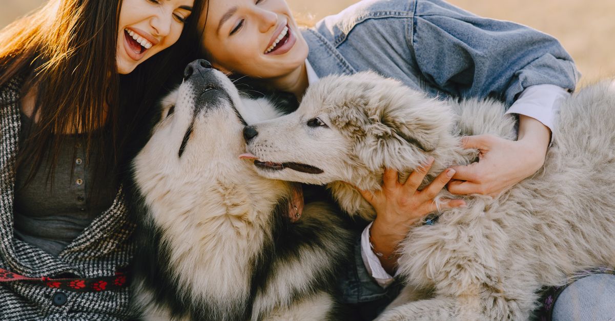 Understanding the Importance of a Pet Friendly Network