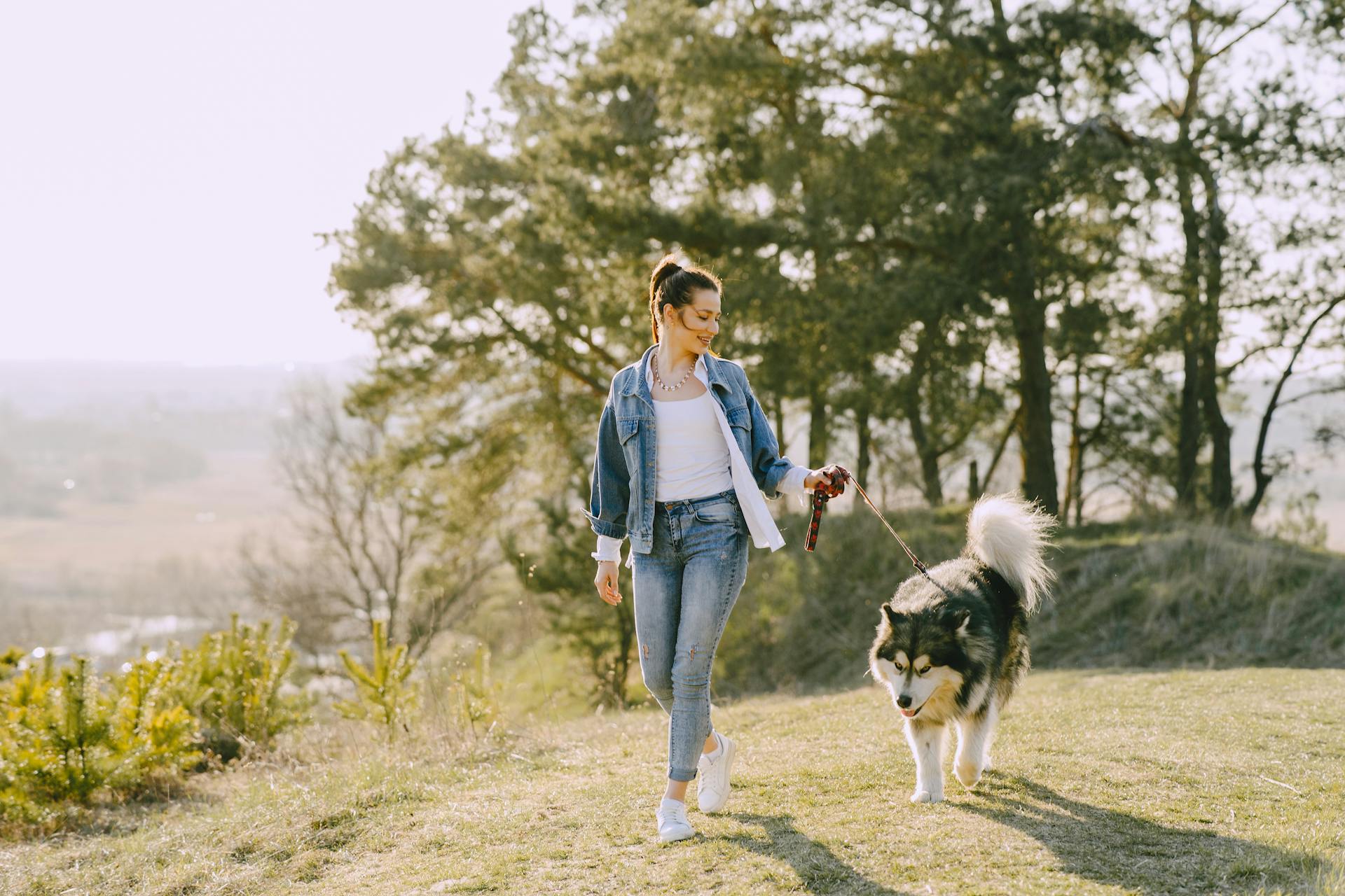 Cheerful female in denim wear and sneakers leading Husky dog on leash during walk on grass on sunny day in back lit