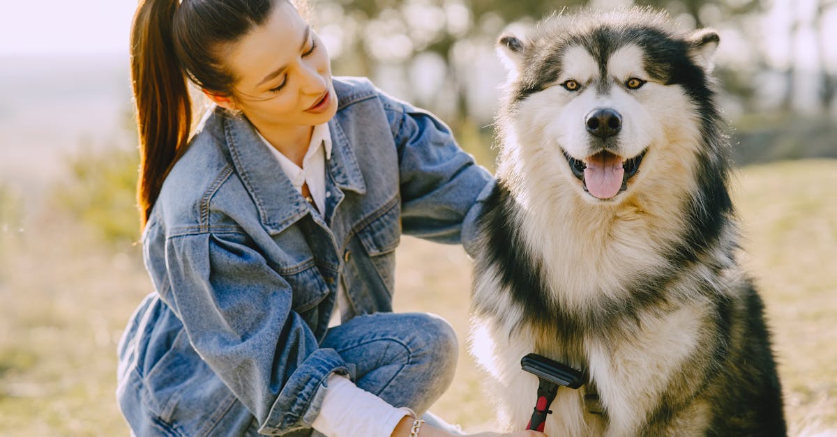 Photo of woman brushing her Siberian Husky