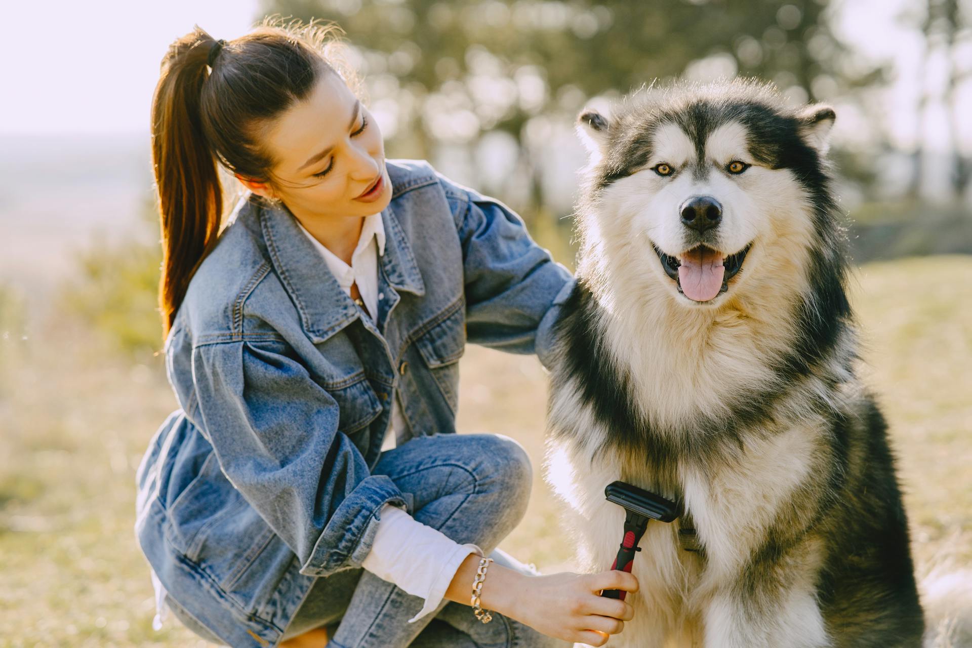 Une femme en jean bleu brossant son husky sibérien