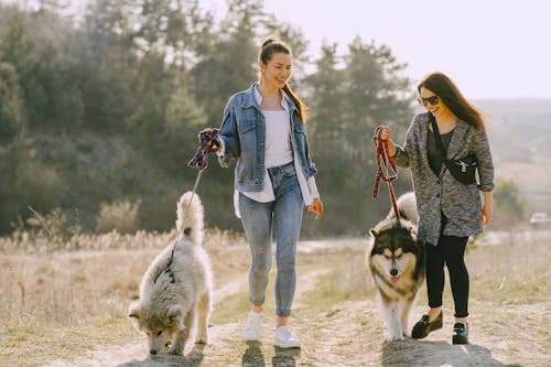 Cheerful woman in denim clothes and happy female friend in sunglasses strolling with dogs in rural area with trees on sunny day