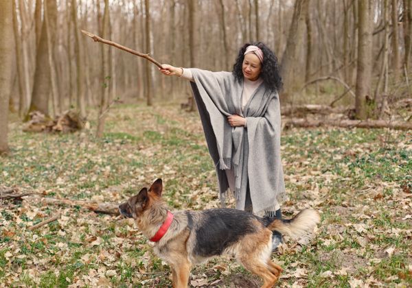 German Shepherd looking away from trainer ignoring command