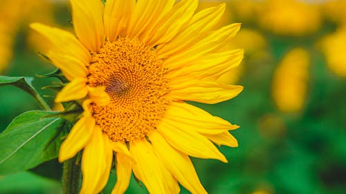 Free Bright yellow sunflower growing on blurred green agricultural field on sunny summer day Stock Photo