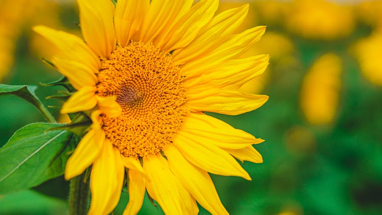 Yellow Sunflower Growing On Lush Field