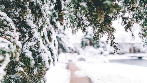 Conifer tree branches with snowflakes above snowy footpath in frozen park during cold winter day