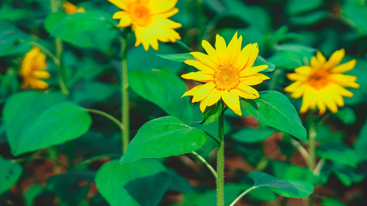 Free Bright yellow sunflowers blooming on green horticultural field on sunny spring day Stock Photo