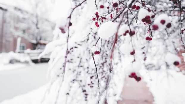Branches of cherry tree covered with ice and snow growing on backyard during freezing winter day