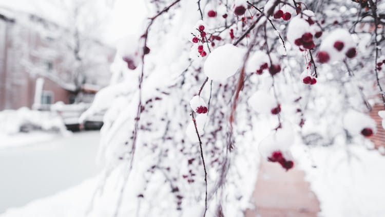 Frozen Cherry Tree Branches On Snowy Backyard