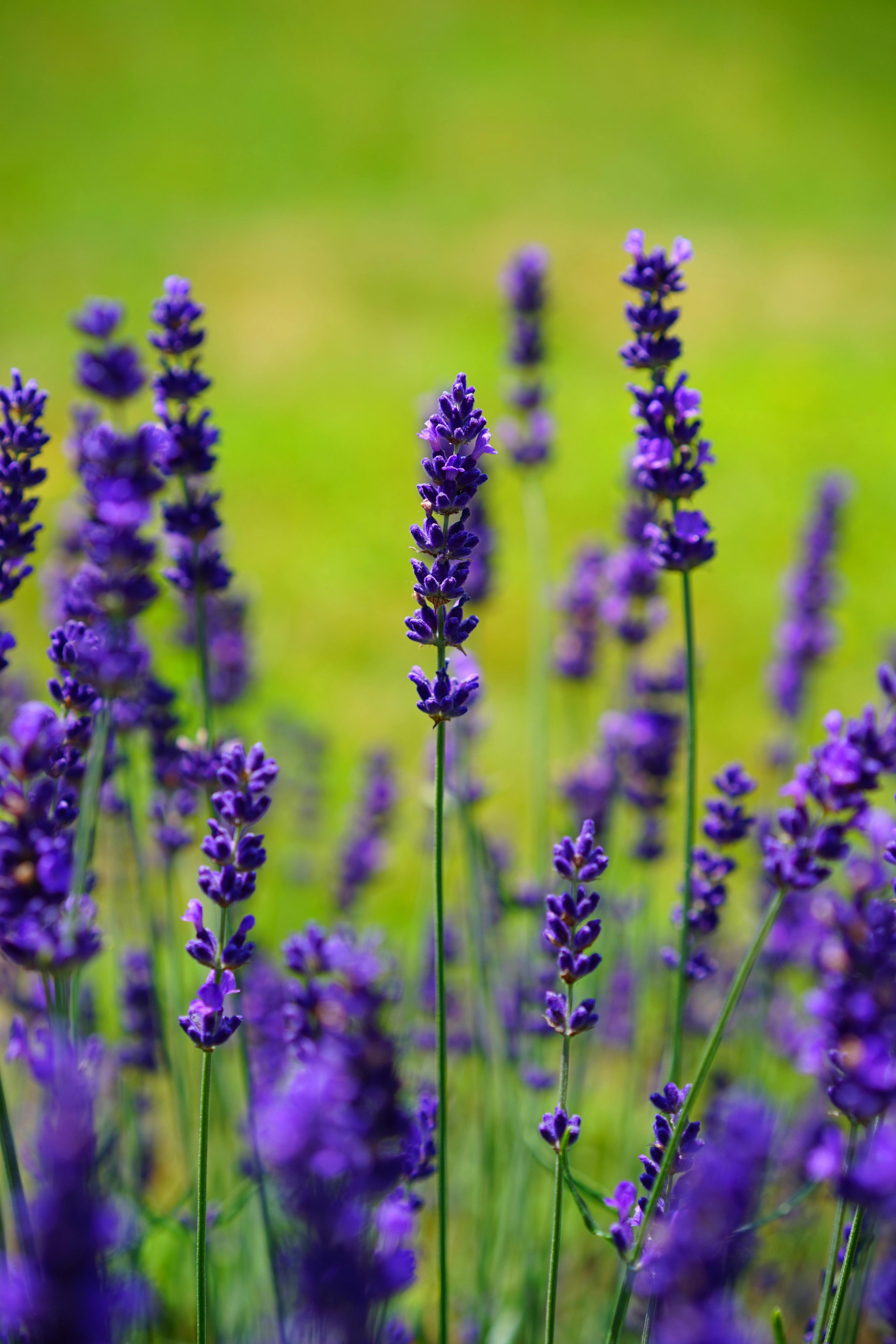 Wallpaper ID 10315  lavender flowers field purple bloom 4k free  download