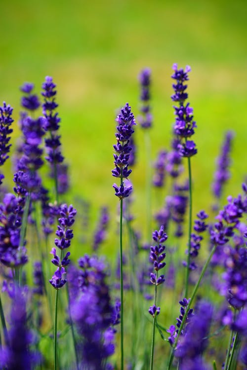 紫の顕花植物