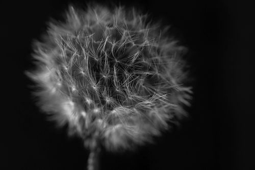 Free Black and white close-up of a dandelion's intricate seeds against a dark backdrop. Stock Photo