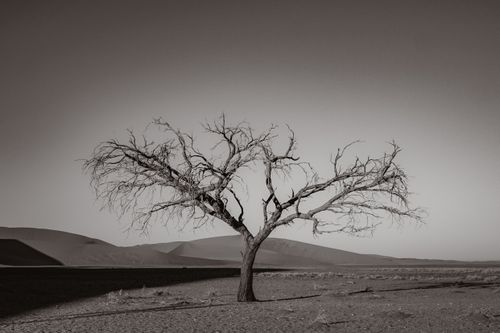 Free A striking black and white desert scene featuring a solitary tree in Sossusvlei, Namibia. Stock Photo