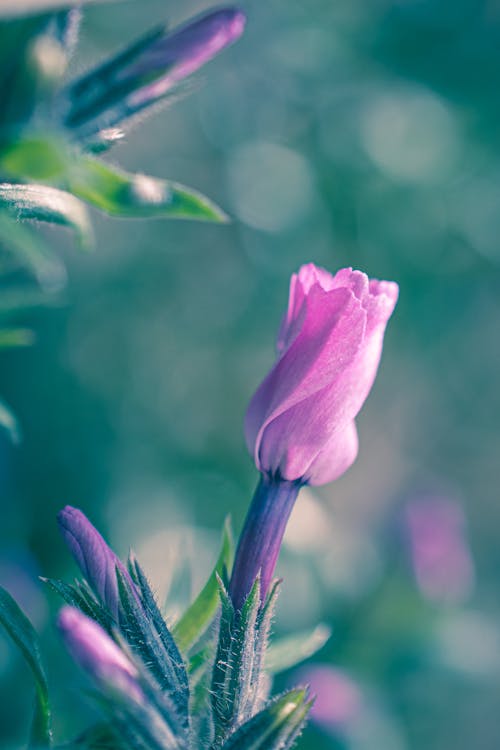 Pink blooming flower bud growing on stem in park