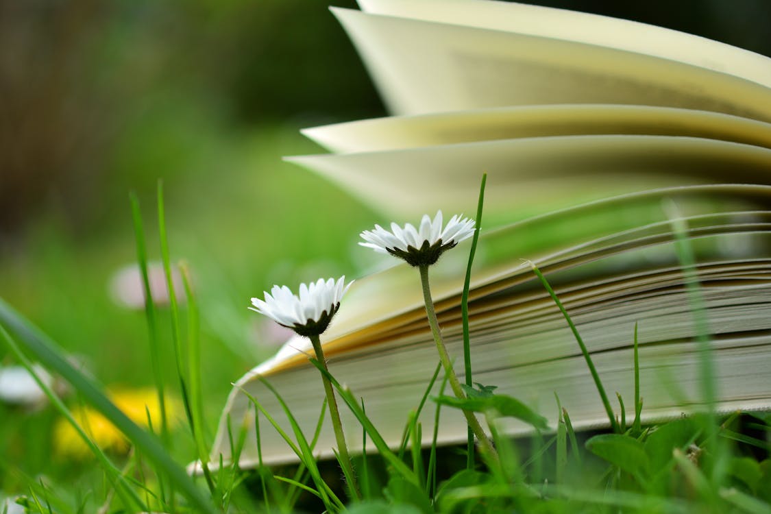 Shallow Focus Photography of White Flowers