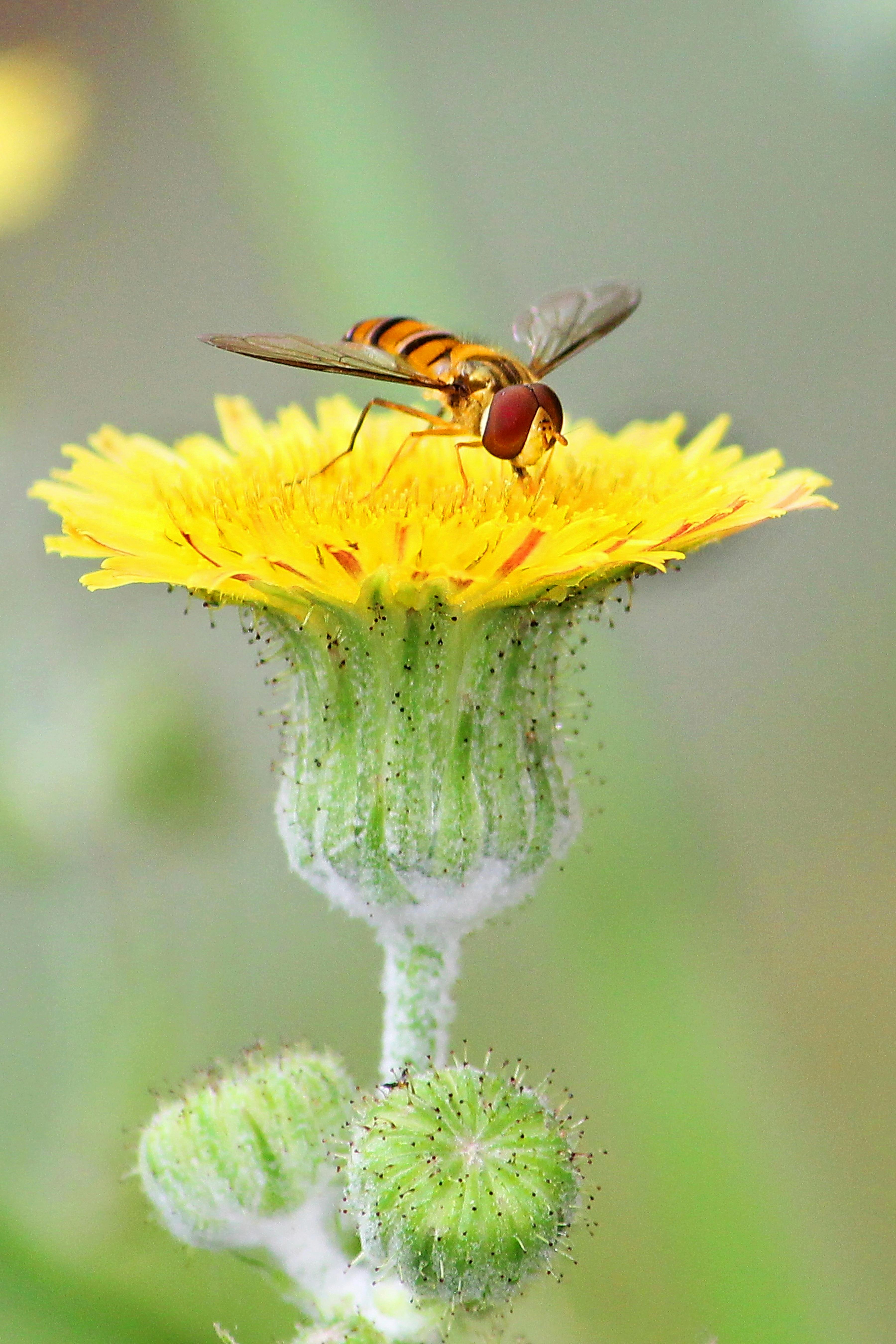 hornet feeding pollen on bright blossoming flower in summer