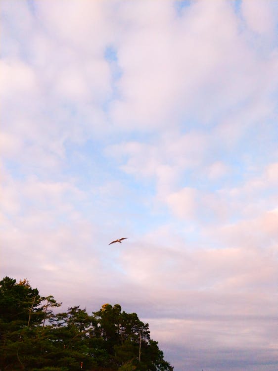 Free stock photo of bird