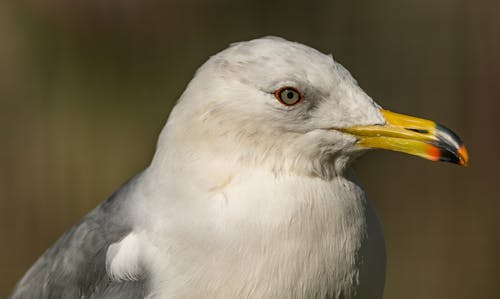 Ingyenes stockfotó állat, boke, közelkép témában