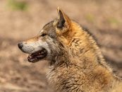 Side view of brown wolf muzzle with sharp fangs and thin whiskers and thick coat with mane looking away on blurred background in zoo