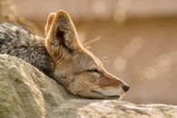 Side view of carnivorous fox with big ears and elongated muzzle with thin whiskers lying on rough stone in zoological garden in sunlight