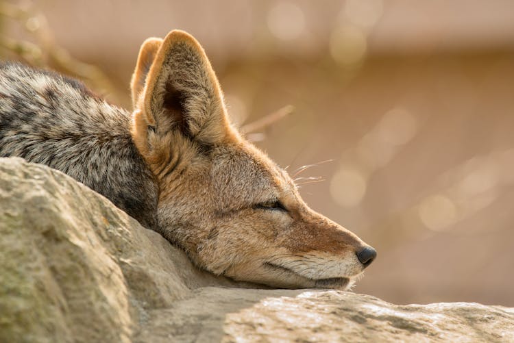 Muzzle Of Swift Fox Resting On Stone In Zoo