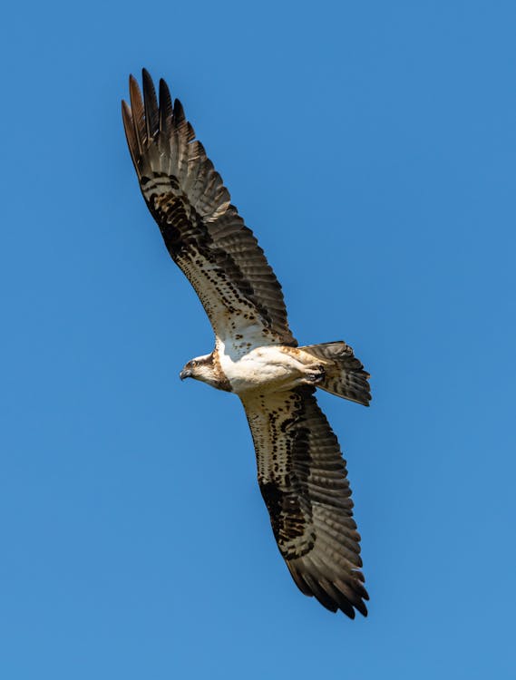 Eagle Flying on Blue Background · Free Stock Photo