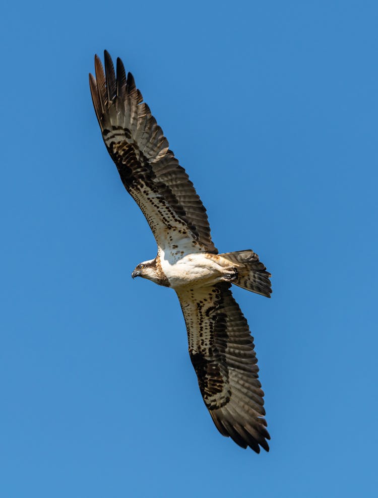 Eagle Flying On Blue Background