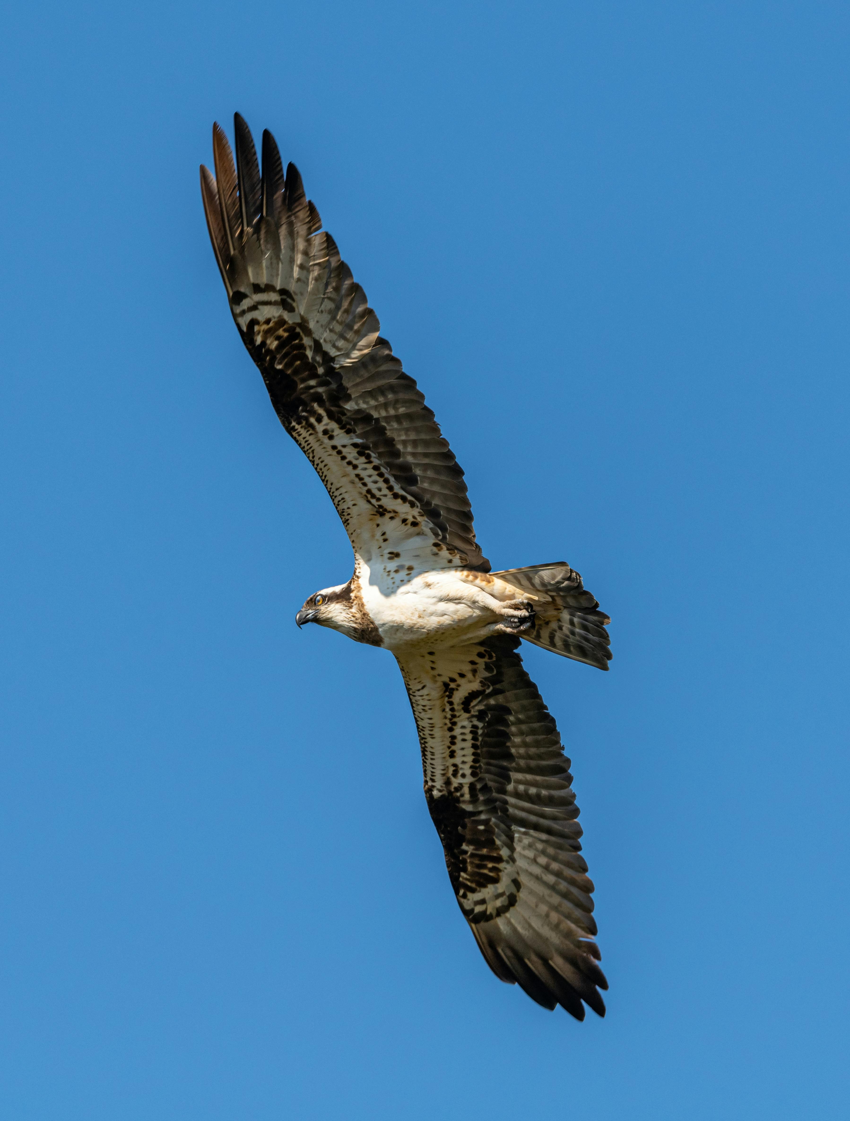 Eagle Flying No Background Photos, Download The BEST Free Eagle Flying ...