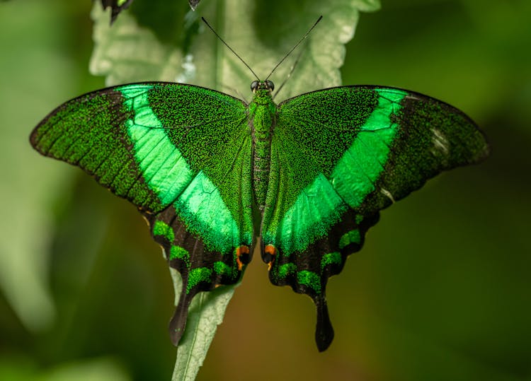 Colorful Green Butterfly Resting On Leaf In Garden