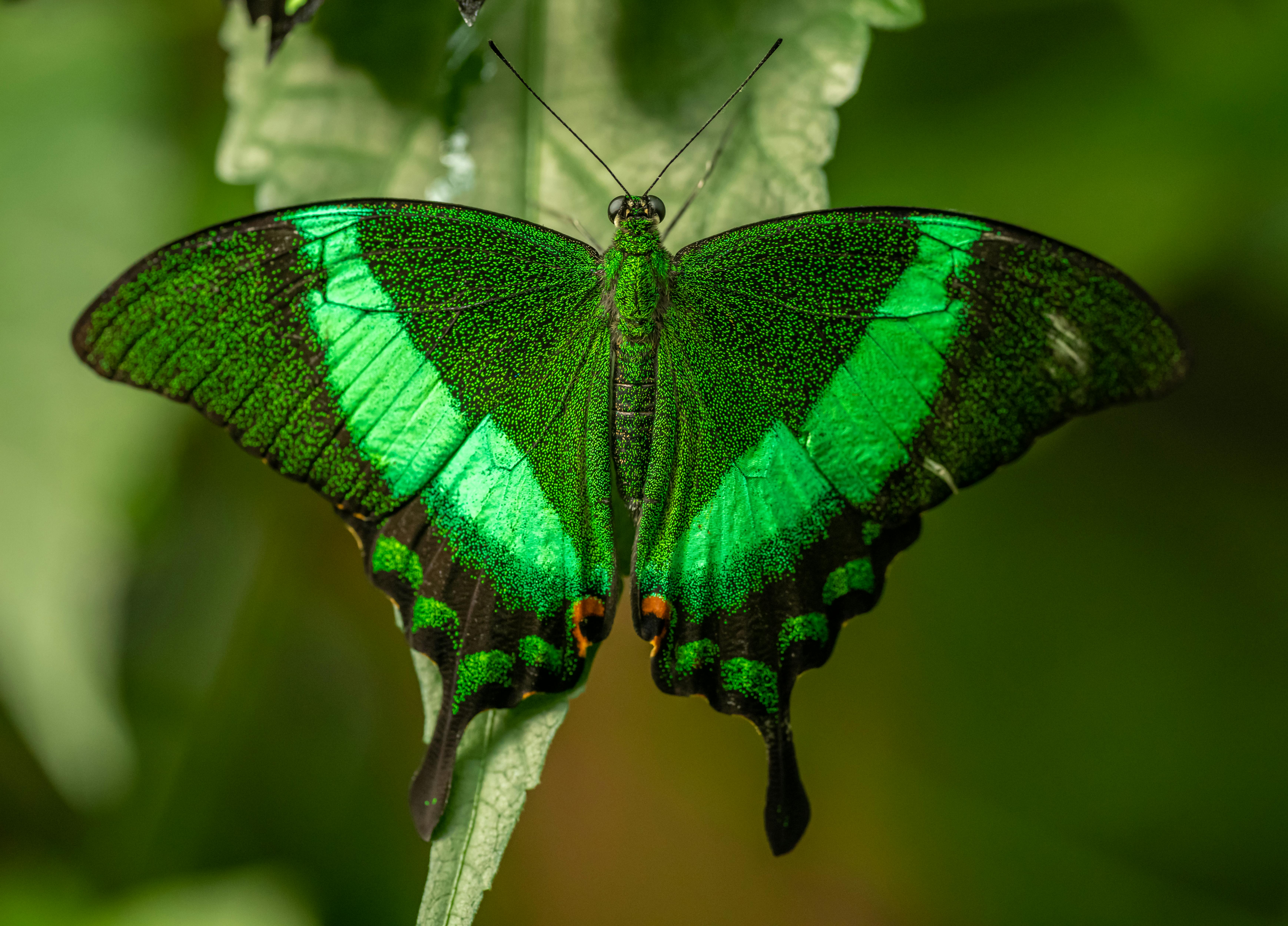 Green Butterfly Photos, Download The BEST Free Green Butterfly Stock Photos  & HD Images