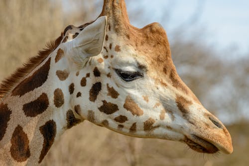 Free Side view of crop sad giraffe with spotted skin and big ears looking down near growing trees in daylight in zoological garden Stock Photo