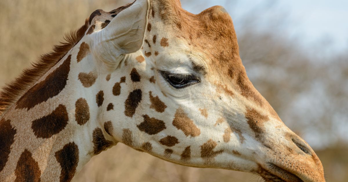 Side view of crop sad giraffe with spotted skin and big ears looking down near growing trees in dayl