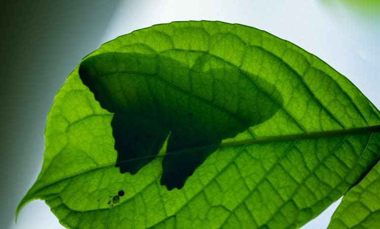 Butterfly Silhouette Behind Leaf