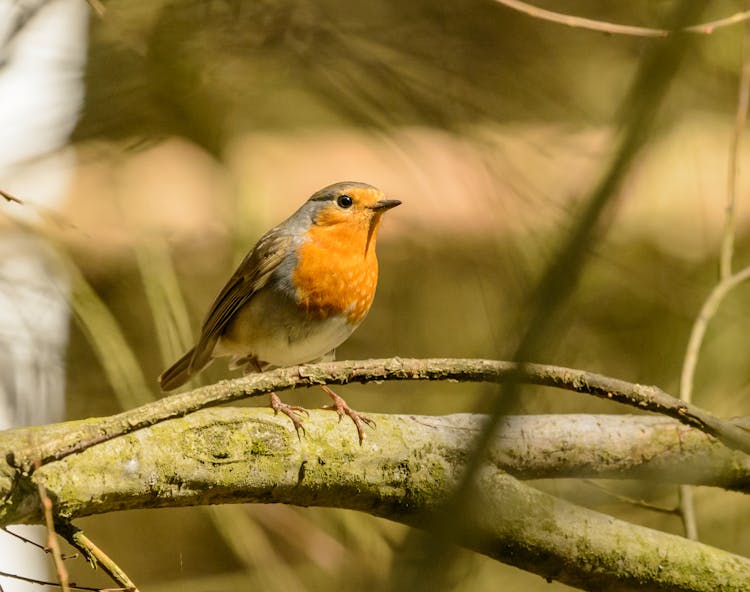 Bright European Robin On Tree Branch In Zoo