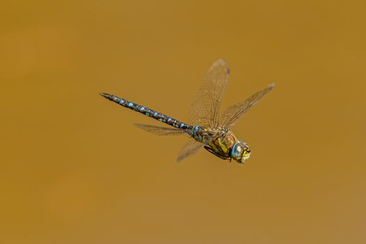 Mosaic darner flying on brown background