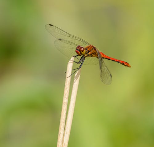 Free Red Dragonfly  Stock Photo