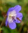 Hover fly feeding on bright blooming flower in garden