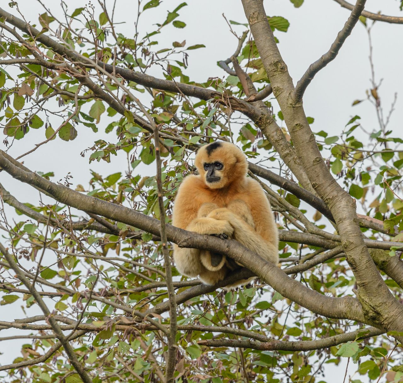 from below of brown primate sitting on tree twig under leaves and look