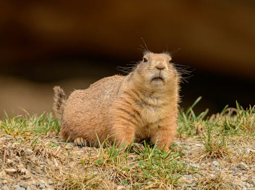 Plump curious marmot on grass in zoological garden