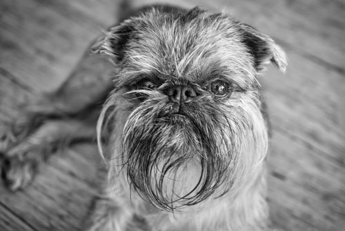Free stock photo of animals and pets, at home, brussels griffon Stock Photo