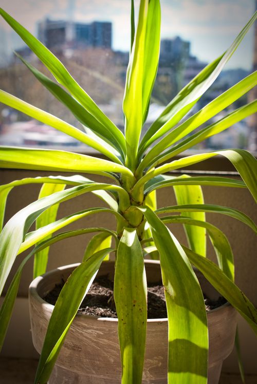 Free stock photo of at home, balcony, decorative plant Stock Photo