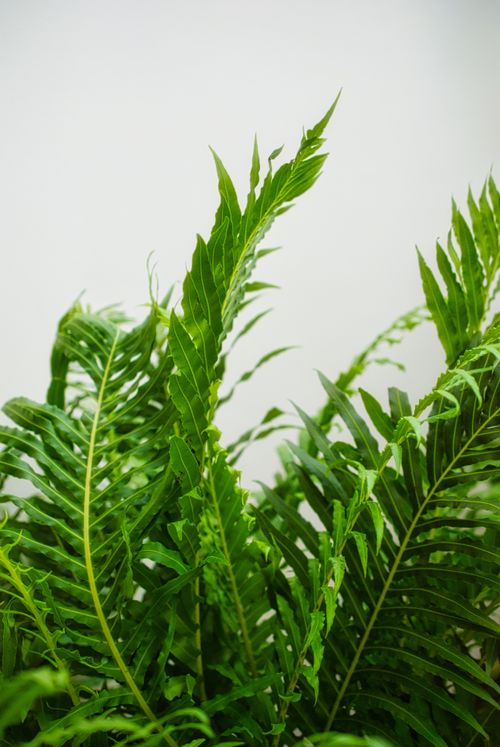 Free stock photo of at home, dark green plants, decor Stock Photo