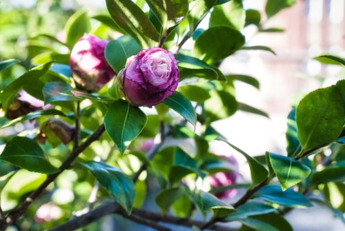 Free stock photo of at home, beautiful flowers, bush Stock Photo