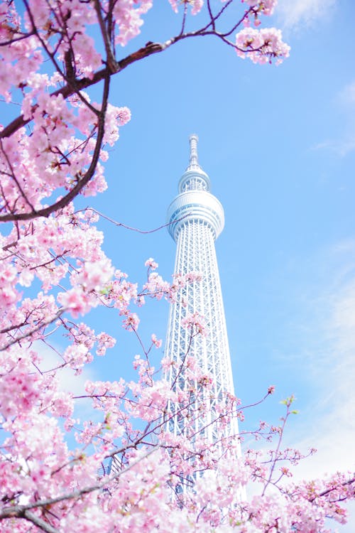 Безкоштовне стокове фото на тему «kawaii шпалери, tokyo skytree, блакитне небо»