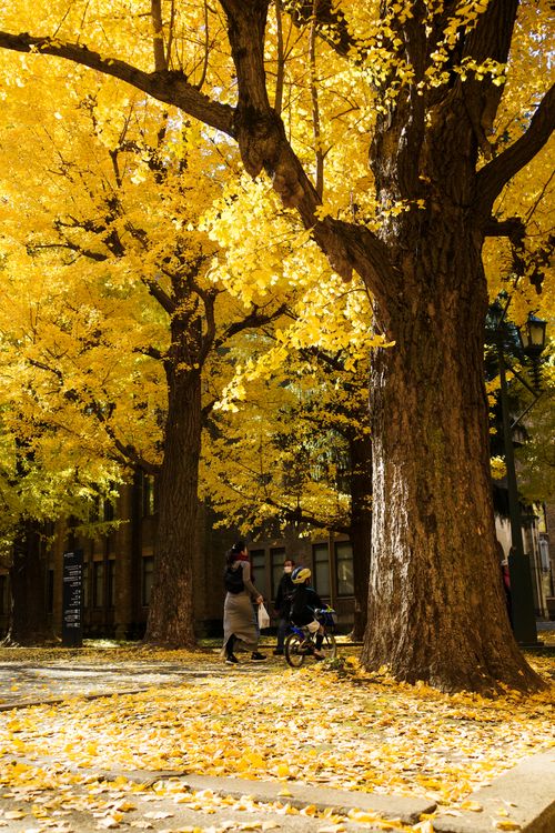 Free A serene walk in a park with vibrant yellow leaves and tall autumn trees. Stock Photo