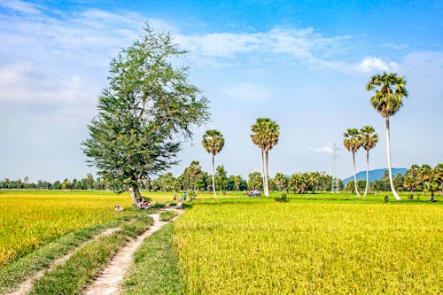 Free stock photo of bụi cây, cánh đồng lúa, cánh đồng lúa mạch