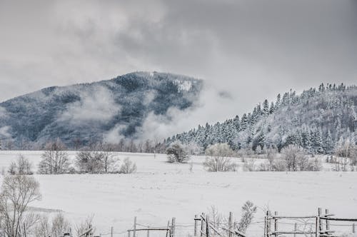Gratuit Imagine de stoc gratuită din acoperit de zăpadă, arbori, ceață Fotografie de stoc